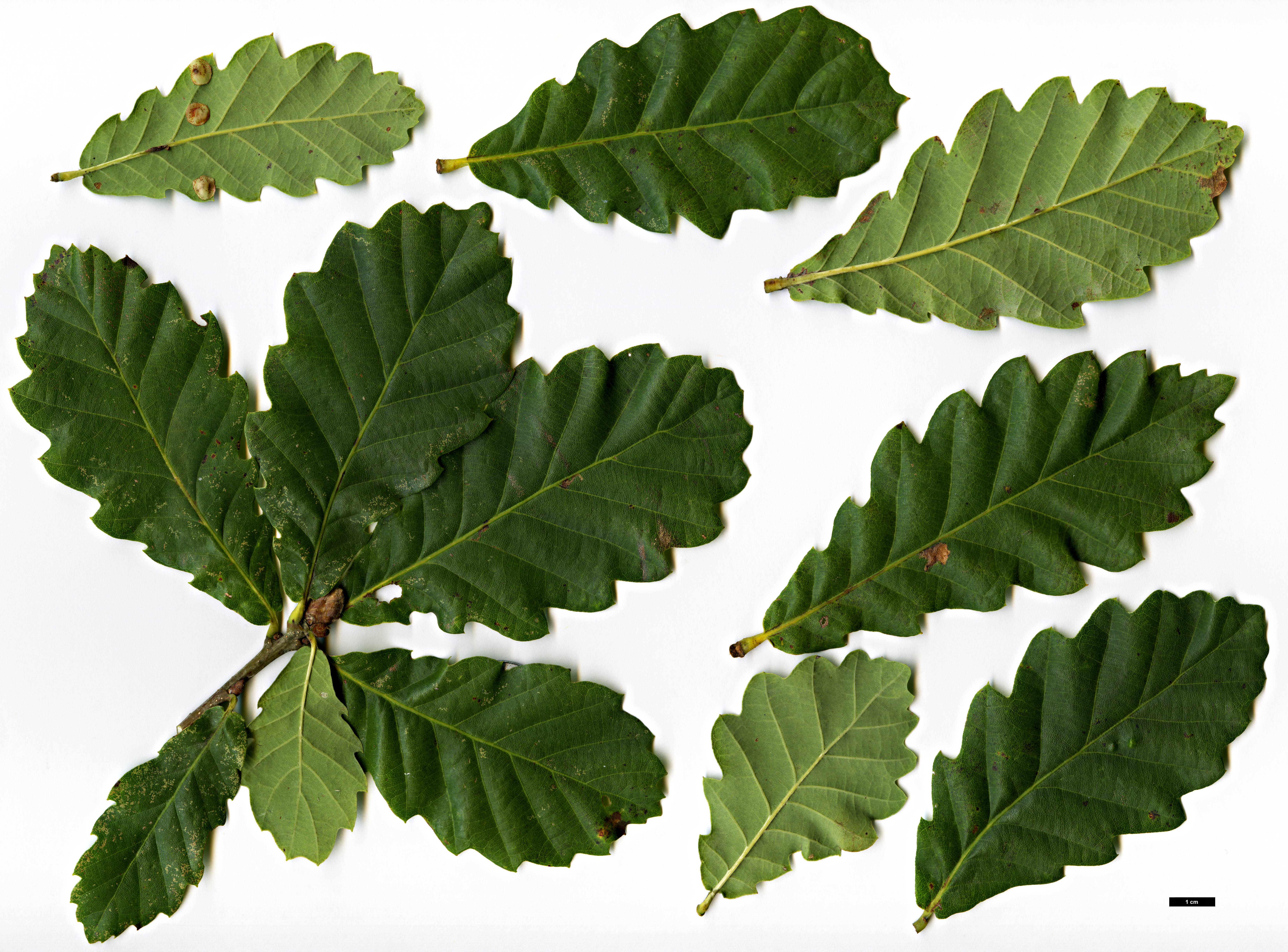 High resolution image: Family: Fagaceae - Genus: Quercus - Taxon: 'Bill George'